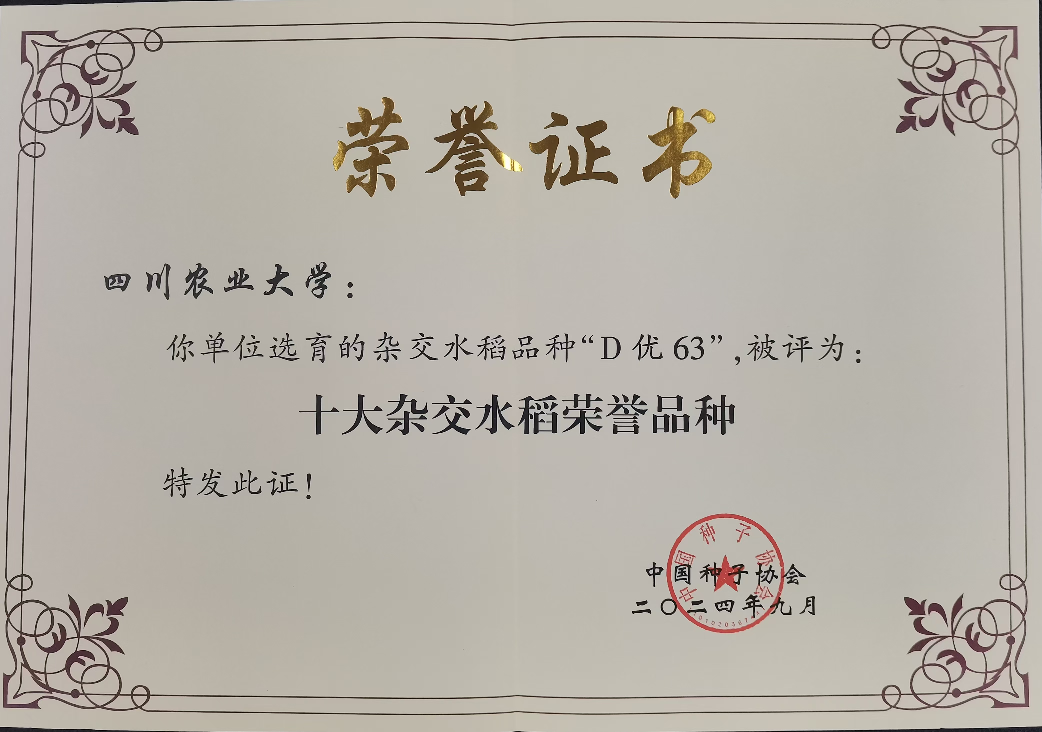 全国十大杂交水稻荣誉品种D优63（2024年）