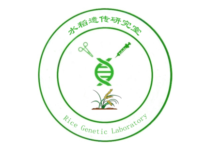 水稻遗传研究团队